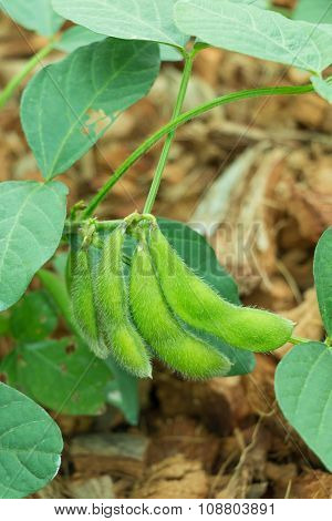 Soybean On Tree