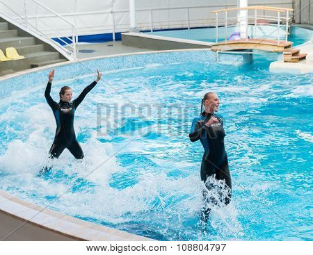Dolphin show scene