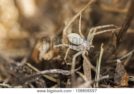 Spider