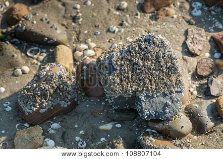 Acorn Barnacles On A Stone From Close