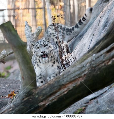 Snow Leopard In The Zoo
