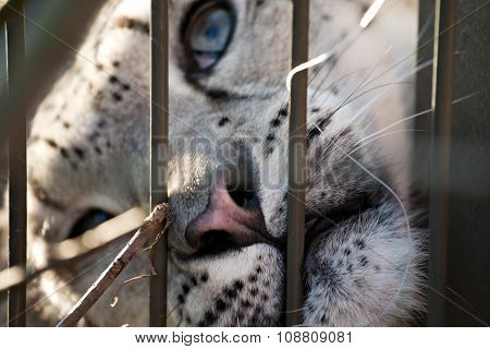 Snow Leopard In The Zoo