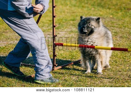 Keeshound, Keeshond, Keeshonden Dog German Spitz Wolfspitz