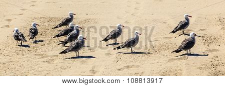 California Seagulls At The Sandy Beach