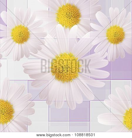 Beautiful background of Chamomiles