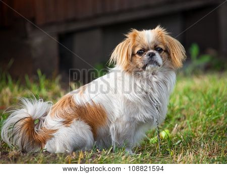 beautiful pekingese on grass