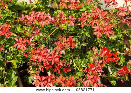 Red pelargonium (geranium) flower blooming in a garden