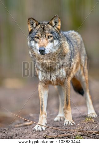 Full Body Image Of A  Grey Wolf