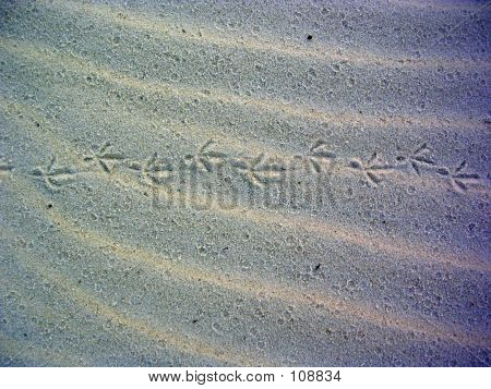 Sea Gull Tracks