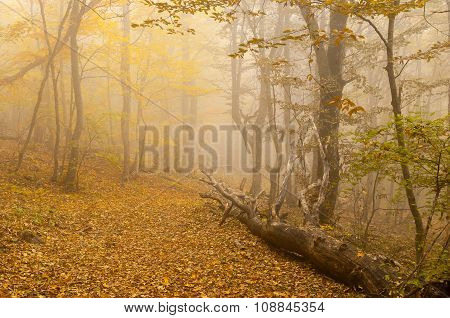 Mistical place in autumnal forest