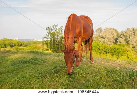 Horse grazing on a spring pasture