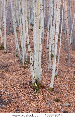 Autumn Landscape With Beech Forest Without Leaves. Tejera Negra. Spain