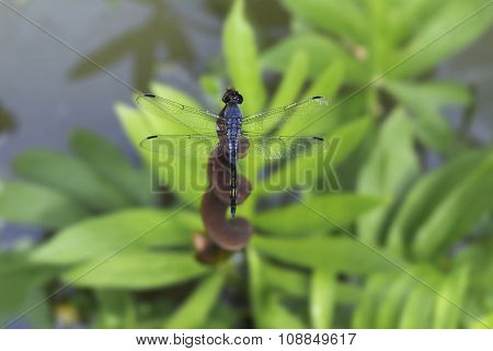 blue dragonfly