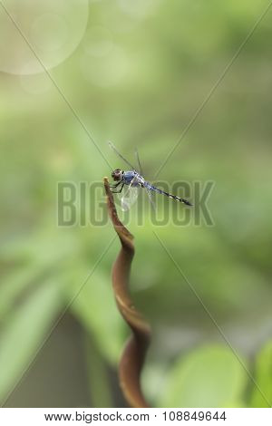 blue dragonfly