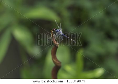 blue dragonfly