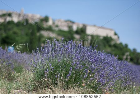 Lavander Field