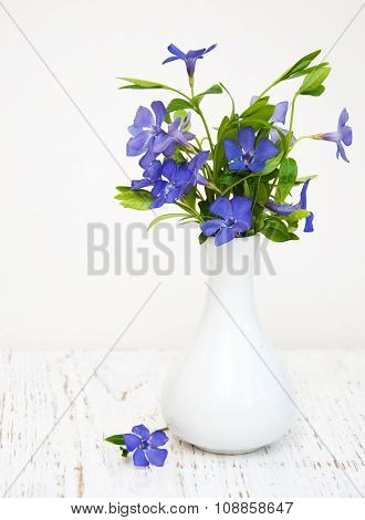 Blue Perwinkle Flowers