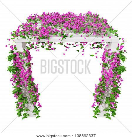 Pink climbing flowers bougainvillea