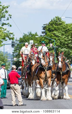 Budweiser Clydesdales In Coeur D' Alene, Idaho