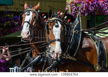 Budweiser Clydesdales In Coeur D' Alene, Idaho