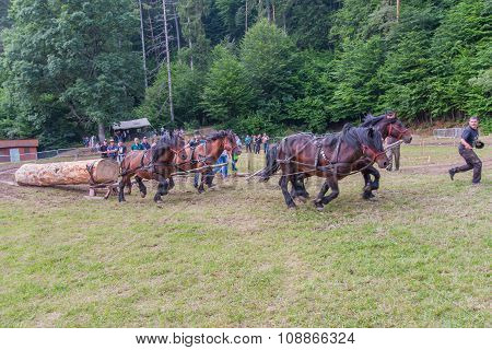Horse-drawn Vehicles