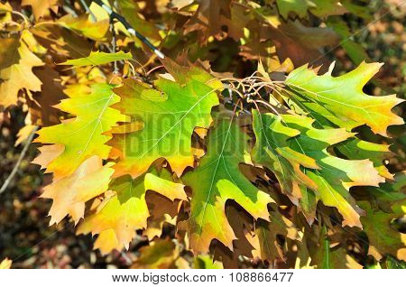 Autumn time in October. Quercus palustris, the pin oak or swamp Spanish oak.