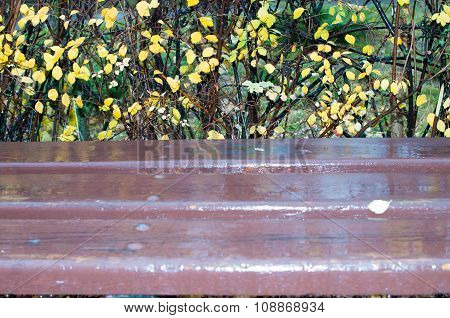 Wooden Bench After A Rain