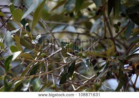 African Olive Tree