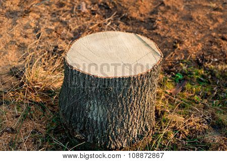 firewood Cross section of tree trunk. firewood