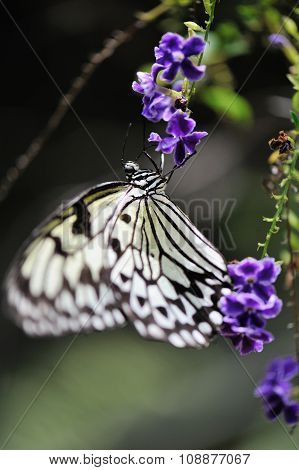 Beautiful Butterfly On Flower