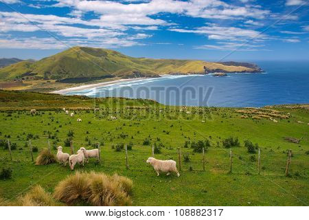 Sheep New Zealand