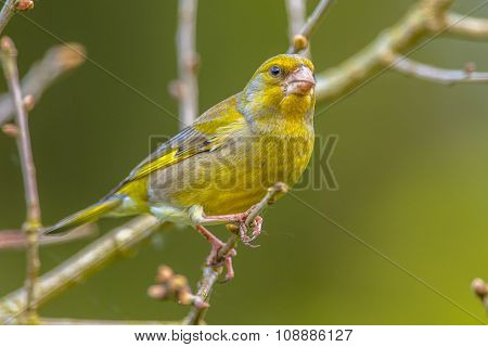 Male Greenfinch On A Twig