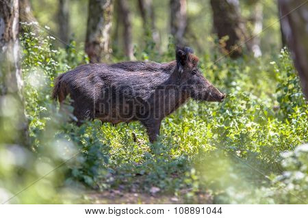Wild Boar In A Forest