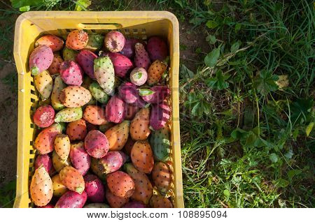 Harvest time