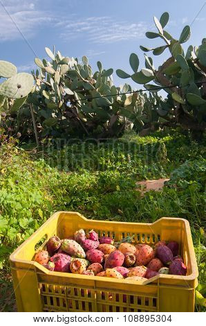 Harvest time