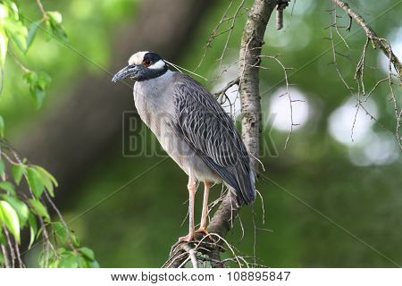 Yellow-crowned Night-heron (nyctanassa Violacea) In A Tree