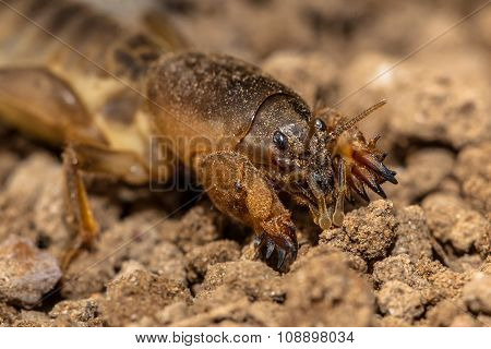 Gryllotalpa Head