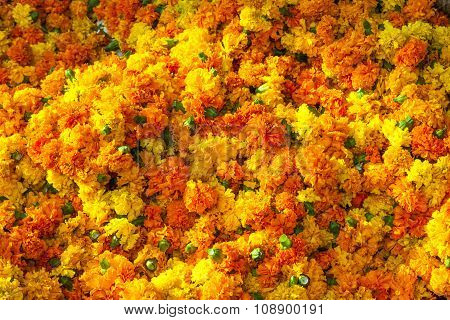 Marigold Background