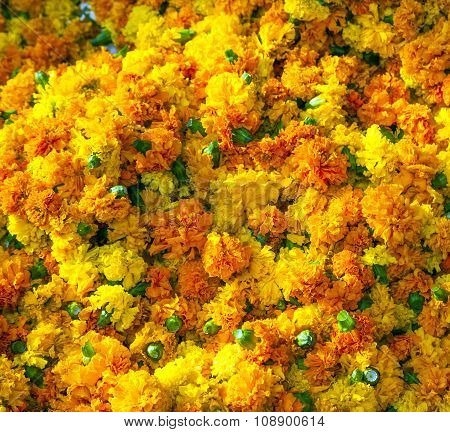 Marigold Background