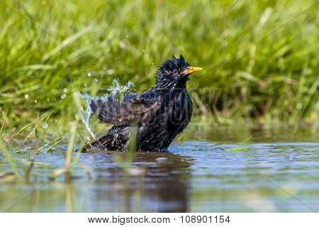 European Starling