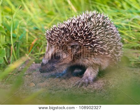 Hedgehog Baby Close Up
