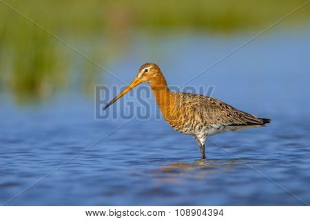 Alert Female Black Tailed Godwit
