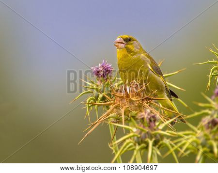 Greenfinch Eating Thistle Seeds