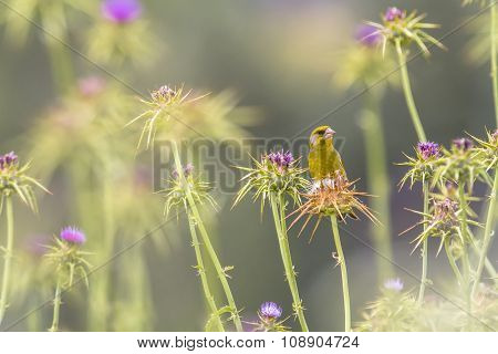 Greenfinch Eating The Seeds Of Milk Thistle