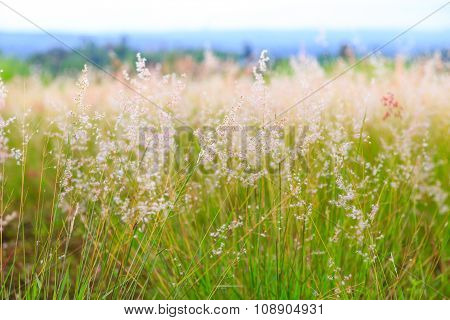 Pink Poaceae Grass Flower