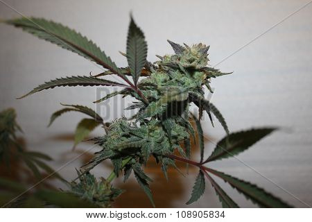 Medical Marijuana Flower Cola of Buds