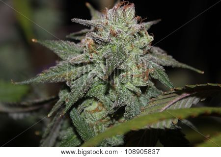 Medical Marijuana Flower Bud