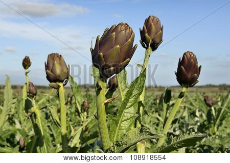 Cultivation Of Artichokes
