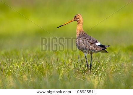 Black Tailed Godwit On Green Grassy Background