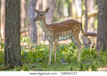 Sika Deer